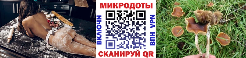мега онион  Новороссийск  Псилоцибиновые грибы GOLDEN TEACHER  цены  